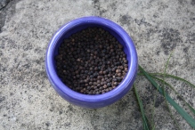 Black Pepper for seed therapy