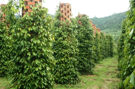 Black Pepper Vine plantation http://is.gd/KBoHPg
